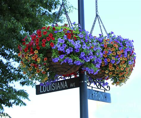 Perrysburg Ohio Hanging Baskets 7523 Photograph by Jack Schultz