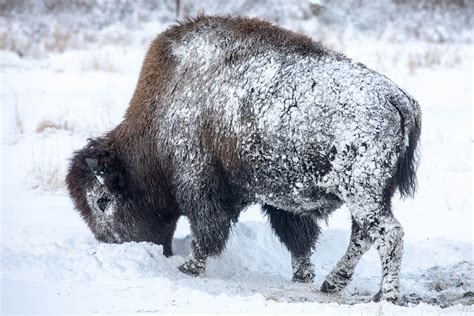 Wood bison reintroduced in Southwest Alaska see another year of loss ...