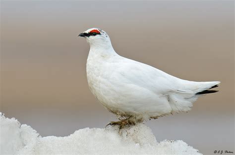 Rock Ptarmigan Page