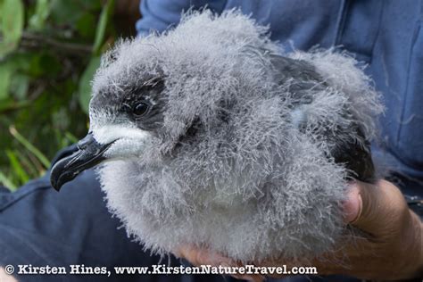 Bermuda Petrel: A Conservation Success Story | Nature Writing & Photography by Kirsten Hines