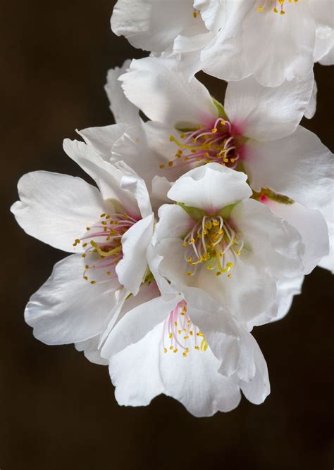 Anthony Dunn Photography: When do the Almond Trees Bloom?