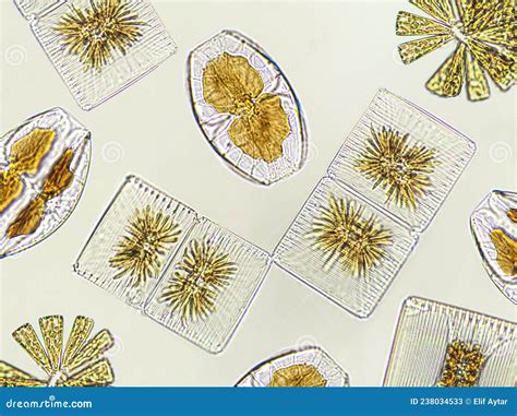 Diatoms From The Sea Under The Microscope Stock Photography ...