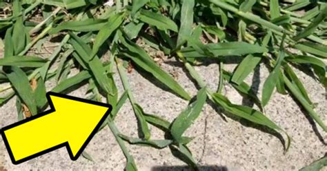 How To Prevent, Control And Kill Crabgrass