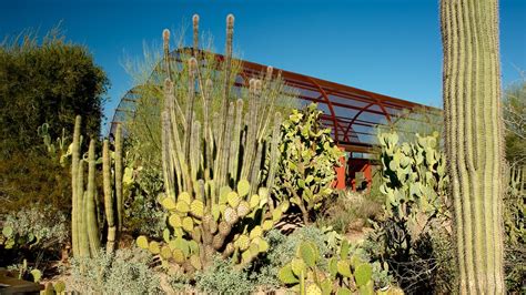 Desert Botanical Garden in Phoenix, Arizona | Expedia