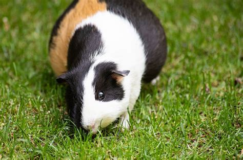 Guinea Pig Pregnancy Behaviors - Guinea Pig Center