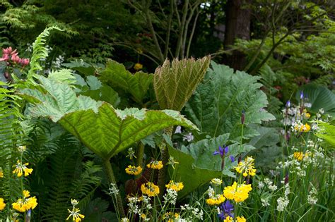 10 növény a mocsári kertben - BBC Gardeners' World Magazine | RegTech