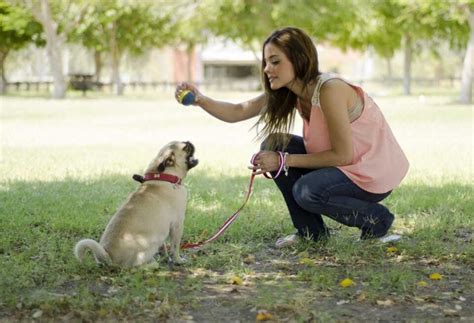 How To Train A Pug - PatchPuppy.com