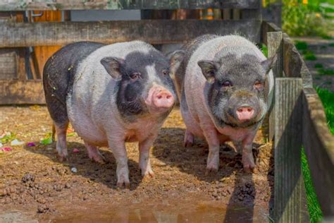 Pig Farming in USA: How to Start