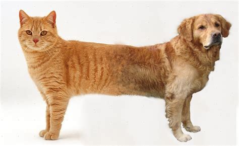 CatDog : HybridAnimals