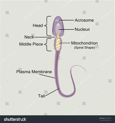 [DIAGRAM] Labeled Sperm Cell Diagram - MYDIAGRAM.ONLINE