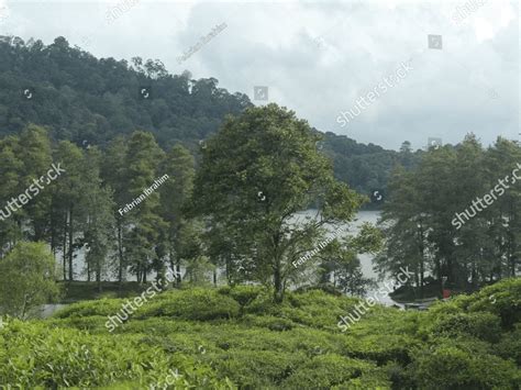 a view of a vast and beautiful tea garden with various types of tea plants planted in an orderly ...