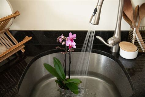 Learn Simple Tips for Watering Orchids and Common Mistakes to Avoid (2024)