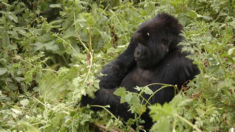 Gorilla safaris Rwanda — Trekking Volcanoes National Park @ $1500