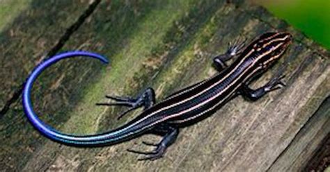 How, or why, the lizard got his stripes - IndiaBioscience