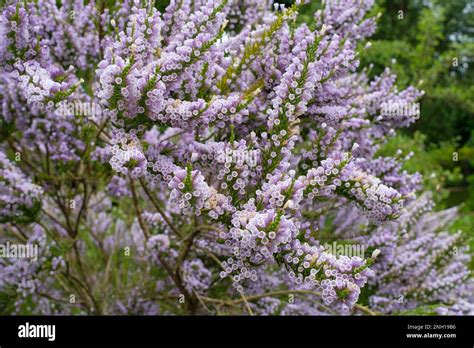 Violet pichi hi-res stock photography and images - Alamy