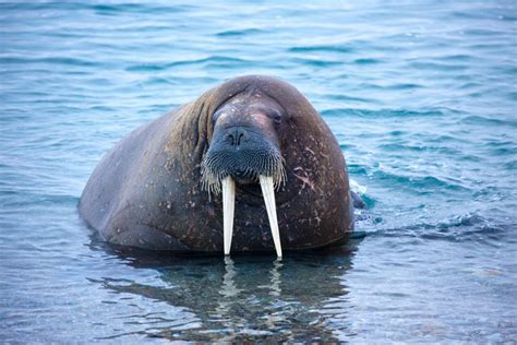 Top 10 Facts About Walruses