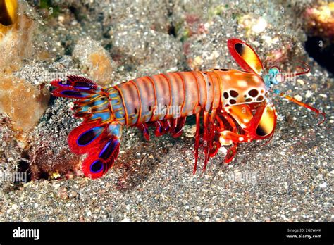 Peacock, Camarones Mantis Odontodactylus scyllarus, también conocida como Arlequín, Camarones ...