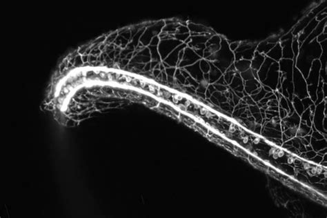 Neural Imaging – Department of Integrative Biology – UW–Madison