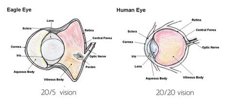 Another important part of the eagle eye, is the retina. The retina is ...