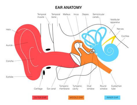 Stirrup Bone Illustrations, Royalty-Free Vector Graphics & Clip Art ...