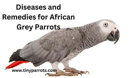 African Grey Parrots: A Comprehensive Guide to Health and Remedies ...