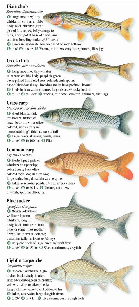 Freshwater Fishes of Florida – Quick Reference Publishing Retail