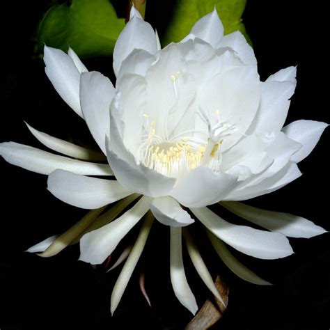 Epiphyllum Oxypetalum - Night Blooming Orchid Cactus – Easy To Grow Bulbs