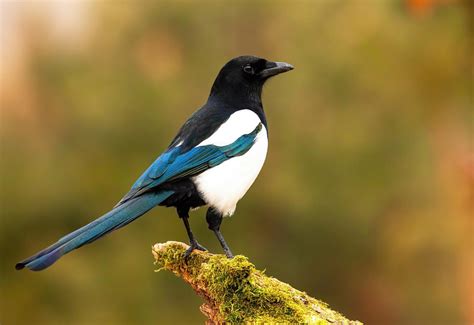 19 Interesting Facts About Magpies - Facts.net