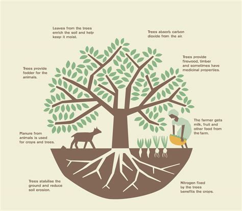 Agroforestry System - A Detailed Note.