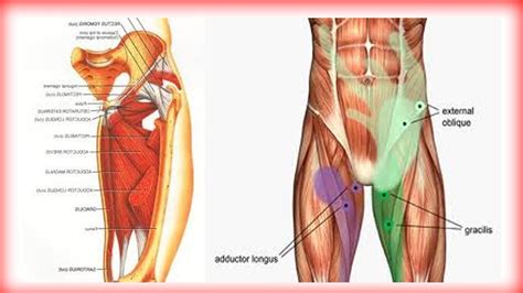 Groin rehab and prehab for groin pain and groin pull. | Doovi