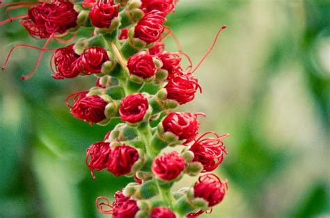 Free Stock Photo of Little red flowers | Download Free Images and Free ...