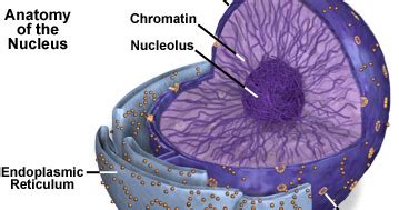 Hyaloplasme ou cytosol ~ COURS de la pharmacie