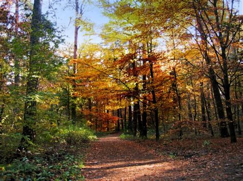 peaceful autumn forest | Free stock photos - Rgbstock - Free stock ...