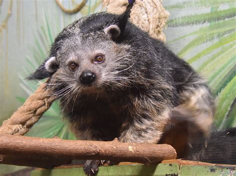 Arctictis binturong whitei / Palawan binturong in zoos