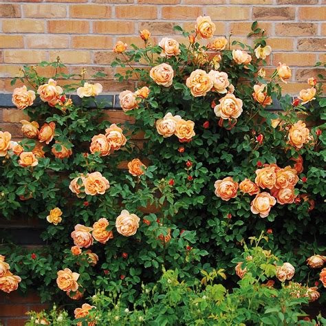 Lady of Shalott | English Climbing Rose | David Austin Roses