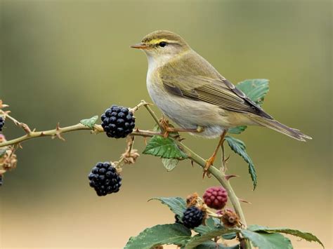 Willow Warbler Bird Facts (Phylloscopus trochilus) | Birdfact