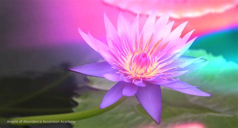 purple lotus sanctuary