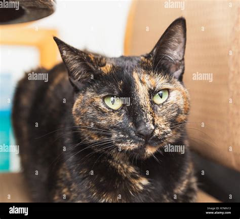 Domestic cat with bright green/yellow eyes and black/brown fur Stock Photo - Alamy