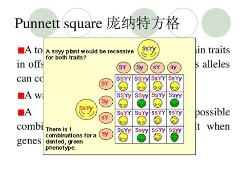 What Is A Punnett Square And Why Is It Useful In Genetics. - The Genetics of Ice and Fire - Blue ...