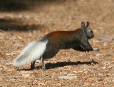 Kaibab Squirrel (Mammals of the Kaibab National Forest) · iNaturalist