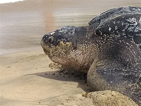 The Plight of the World’s Largest Sea Turtle | WorkingAbroad