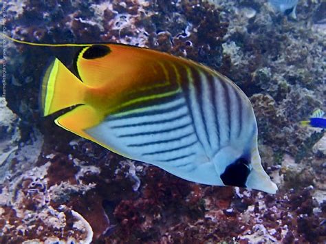 Snorkeling at the Sofitel Moorea | Snorkeling in Moorea and Tahiti