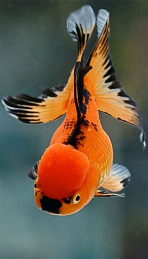 oranda goldfish | Beautiful fish, Oranda goldfish, Goldfish