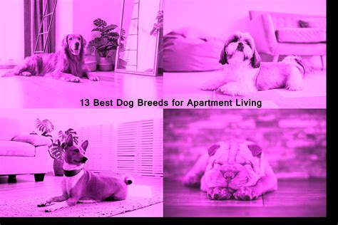 13 Best Dog Breeds for Apartment Living