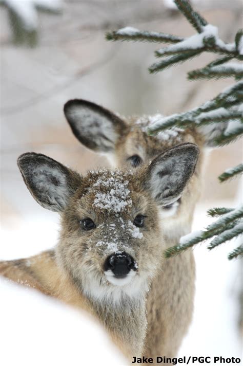 Michigan State Game Animal | White-Tailed Deer