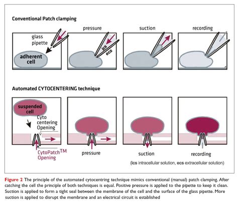 An Automated Approach To Solving Pharma's Cardiac Toxicity Conundrum - Drug Discovery World (DDW)