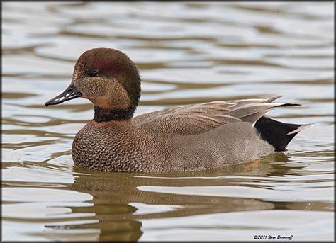 Recent Images July-Dec 2011/_1SB0419 gadwall drake