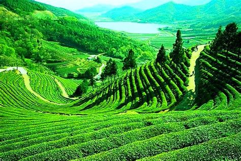 Tourist Places in India: Darjeeling Abode of Tea Gardens