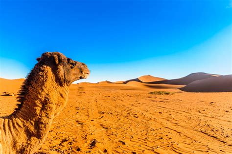 Sahara Camel Ride and Picnic, Zagora, M’hamid - Kated