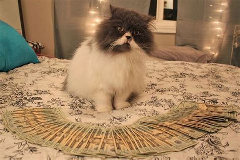 Ca$hCats, Cats Photographed With Money | Cats, Funny cat pictures ...